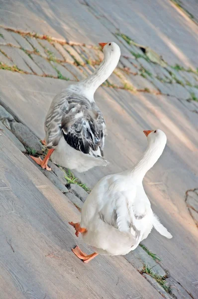 White ducks roam. — Stock Photo, Image