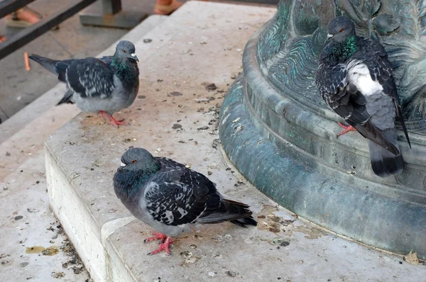 Birds dove — Stock Photo, Image