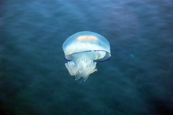 Big jellyfish. — Stock Photo, Image