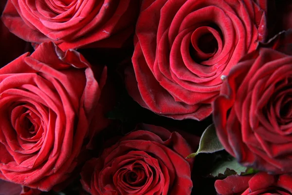 Roses — Stock Photo, Image