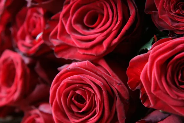 Roses — Stock Photo, Image