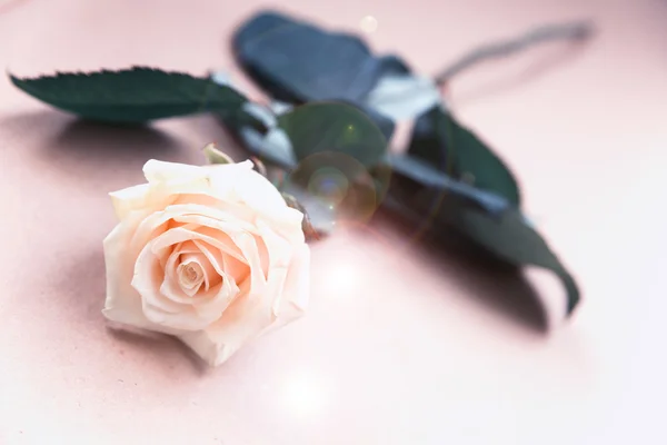 Gentle rose — Stock Photo, Image
