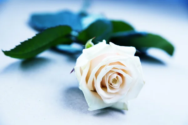 Gentle rose — Stock Photo, Image