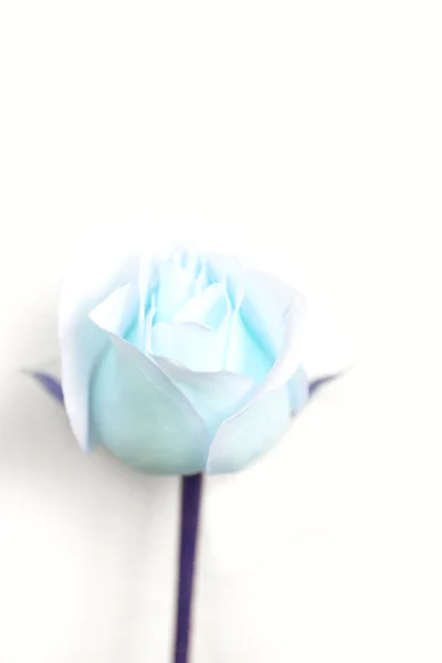 Gentle rosebud — Stock Photo, Image