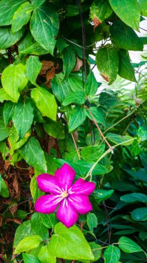 Muhteşem yeşil ve kırmızı sulu bitki. Açık havada yetişen dayanıklı bitkiler. Sıcak iklim, tropikal bitki. Kireç yeşili kırmızıyla karıncalanmış. Egzotik bitkileri olan Avrupa bahçesi.