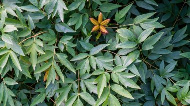 Muhteşem yeşil ve kırmızı sulu bitki. Açık havada yetişen dayanıklı bitkiler. Sıcak iklim, tropikal bitki. Kireç yeşili kırmızıyla karıncalanmış. Egzotik bitkileri olan Avrupa bahçesi.