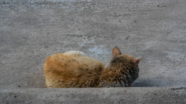 Gato Vadio Muito Triste Deita Quintal — Fotografia de Stock