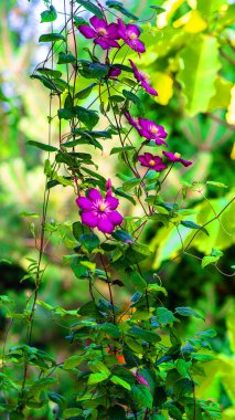 Muhteşem yeşil ve kırmızı sulu bitki. Açık havada yetişen dayanıklı bitkiler. Sıcak iklim, tropikal bitki. Kireç yeşili kırmızıyla karıncalanmış. Egzotik bitkileri olan Avrupa bahçesi.