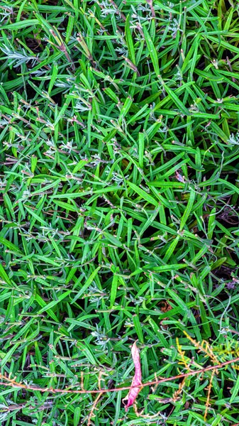 Muhteşem Yeşil Kırmızı Sulu Bitki Açık Havada Yetişen Dayanıklı Bitkiler — Stok fotoğraf