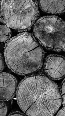 Sawn Big Pine ve Spruce 'un orman endüstrisi için ağaç kabuklarını açtığı yaz ormanındaki büyük odun yığınıyla arka plan.