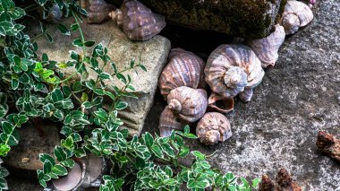 Güzel yeşillikler arasında taş ve taş heykellerden yapılmış bahçe süslemeleri..