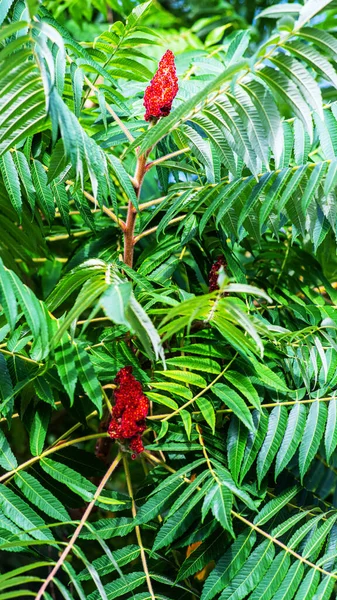Gyönyörű Zöld Piros Zamatos Növény Kemény Növény Szabadban Meleg Éghajlat — Stock Fotó