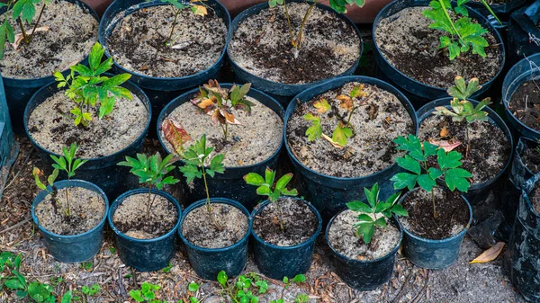 Green seedlings in biodegradable pots . Green plants in peat pots. Baby plants sowing in small pots. Trays for agricultural seedlings.