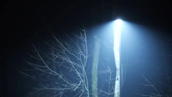 Záhadné osamělé pouliční světlo a bezlisté stromy v mlhavé noci — Stock fotografie