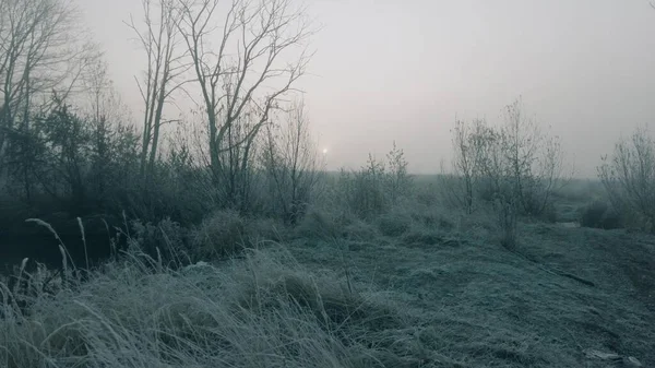 Zamrzlá tráva v chladném podzimním mlhavém ránu — Stock fotografie