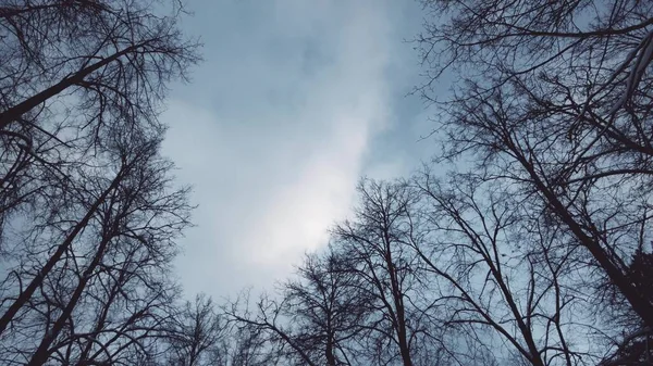 Nízký úhel pohledu na ohýbání stromů bez listí a pohybující se mraky za větrného zimního dne — Stock fotografie