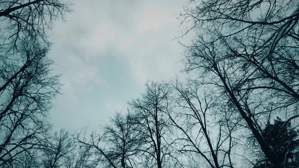 Листяні вершини дерев і рухомі хмари у вітряний зимовий день — стокове фото