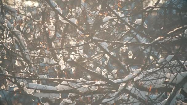 Kışın karla kaplı güzel ağaç dalları — Stok video