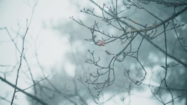 Wald Winter Unter Starkem Schneefall — Stockvideo
