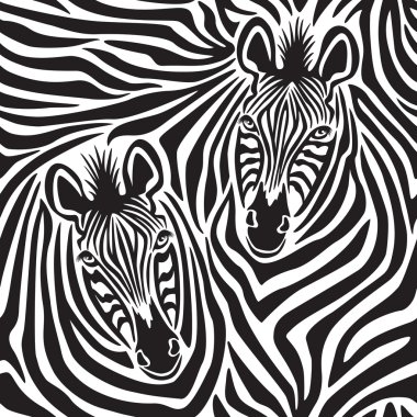 Zebra Çift