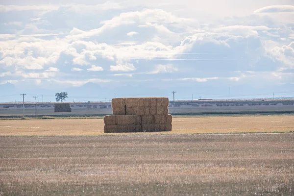 Bale of Hay en el campo de la granja en Alberta —  Fotos de Stock