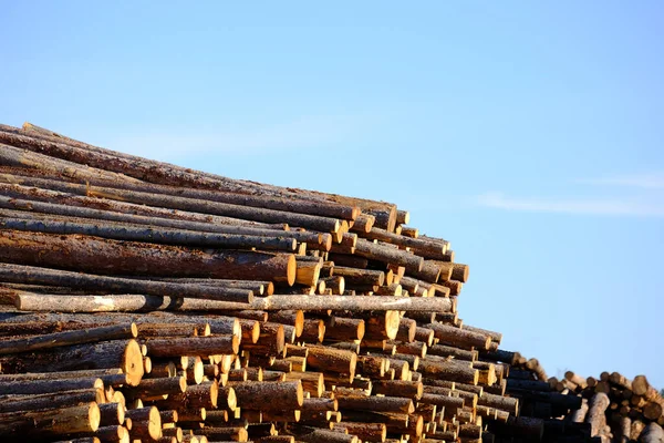 Hromádky řezaných dřevěných kmenů na skladišti dříví — Stock fotografie
