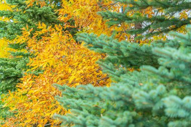 Kahverengi yapraklı Evergreen ağacı bir parkta