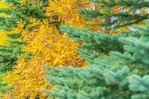 Kahverengi yapraklı Evergreen ağacı bir parkta
