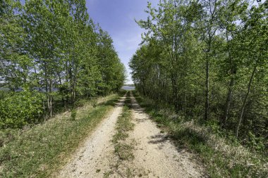 Göle giden bir sıra ağaç.