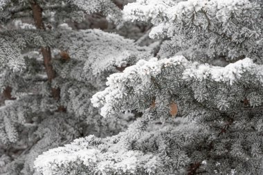 Halk parkındaki ağaçlar kışın karla kaplı.
