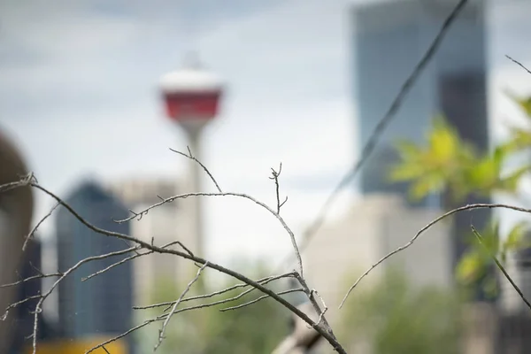 Skyline des Geschäftsviertels im Stadtzentrum von Calgary verschwimmt hinter Bäumen — Stockfoto