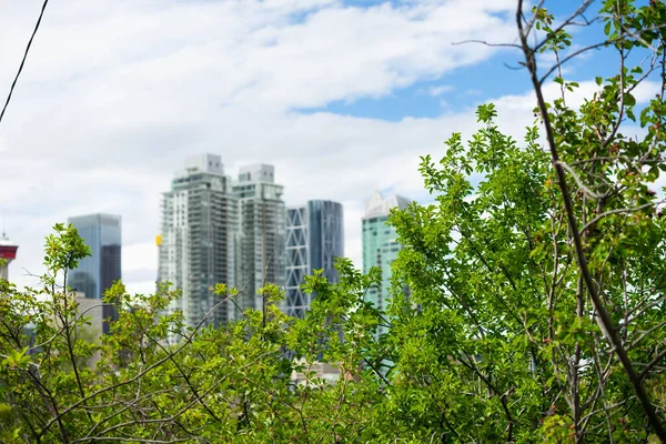 Downtown Calgary business district skyline blurred behind trees — Stockfoto