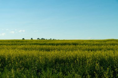 Ufuk üzerinde ağaçlar olan organik kanola tarlaları