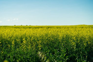 Ufuk üzerinde ağaçlar olan organik kanola tarlaları