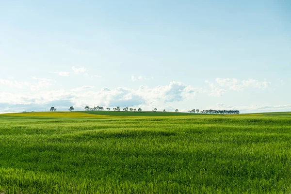 Campos agrícolas de canola ecológica con árboles en el horizonte —  Fotos de Stock