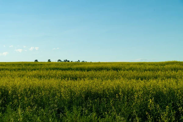 Ufuk üzerinde ağaçlar olan organik kanola tarlaları