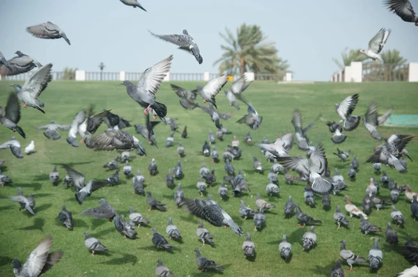 Madárcsorda egy dohai parkban — Stock Fotó