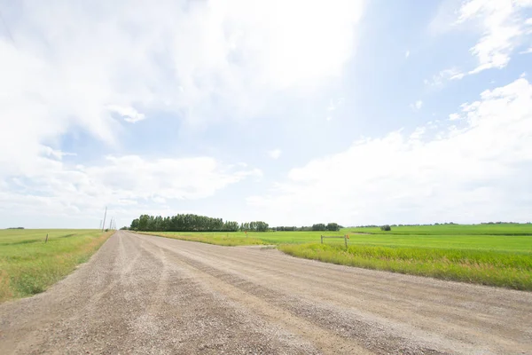 Alberta 'daki organik Canola manzara çiftliği