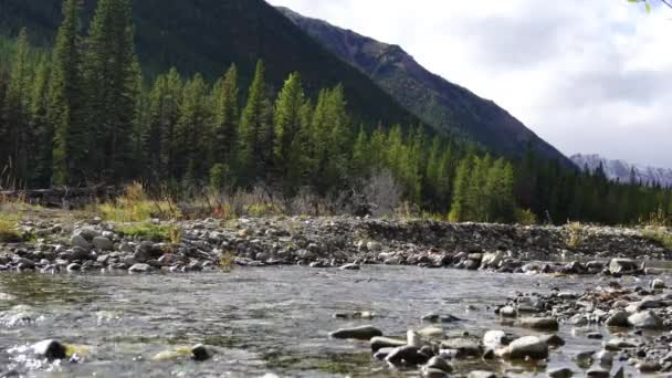 Small River Flowing Mountains Summer — Vídeos de Stock