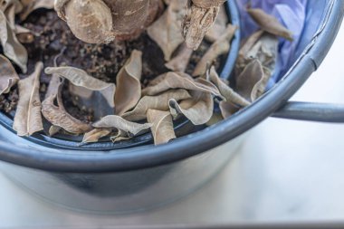 Dead leaves at bottom of Flower pot