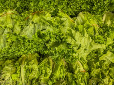 Organic Fresh Lettuce on display