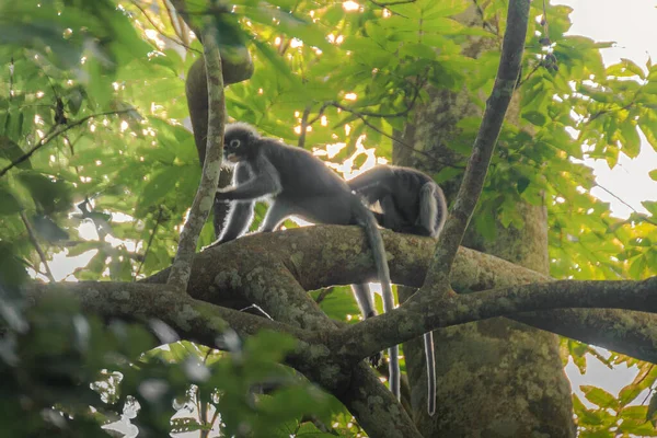 Dusky leaf monkeys climb on the trees in the big forest.