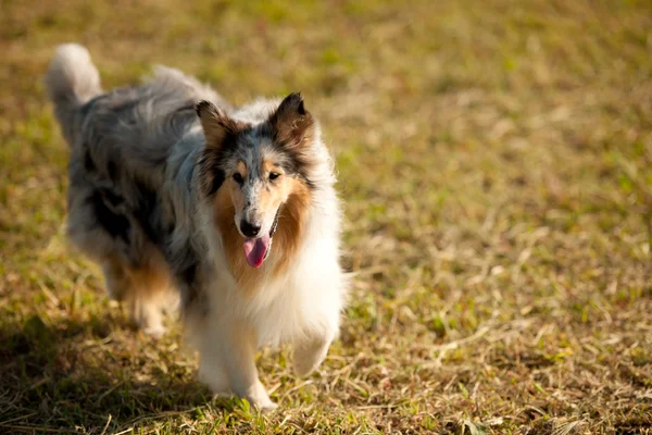 Zibellino collie (grezzo ) — Foto Stock