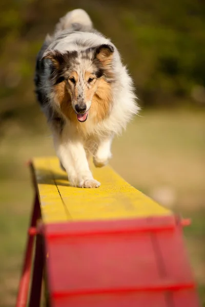 Saut frontière collie sur le cours d'agilité — Photo