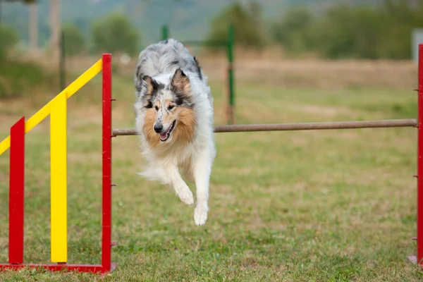 跳跃敏捷课程的边境牧羊犬 — 图库照片