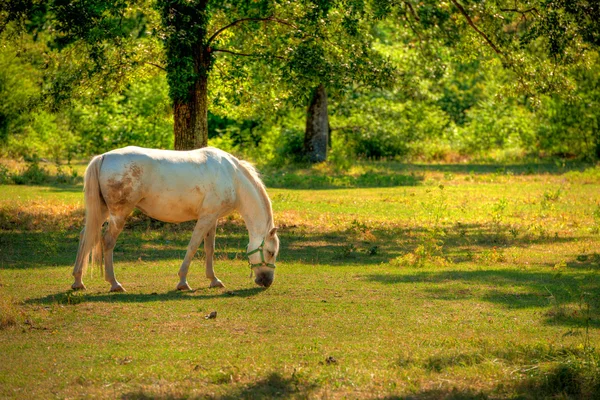 Lipica häst på bete — Stockfoto