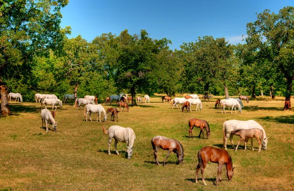 Cavalo de Lipica em pasto — Fotografia de Stock