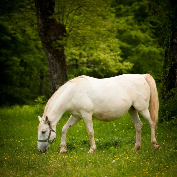Unga vita lipizaner häst på bete på våren — Stockfoto