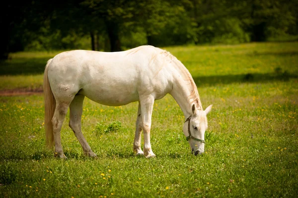 Jovem cavalo Lipizaner branco em pasto na primavera — Fotografia de Stock