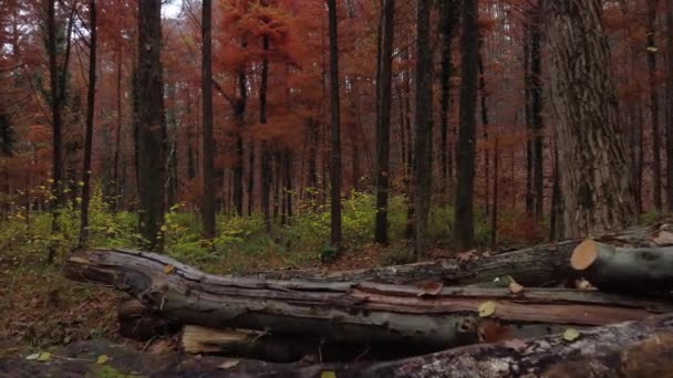 Sonbaharın Büyülü Renklerinde Ormanda Yürü — Stok video
